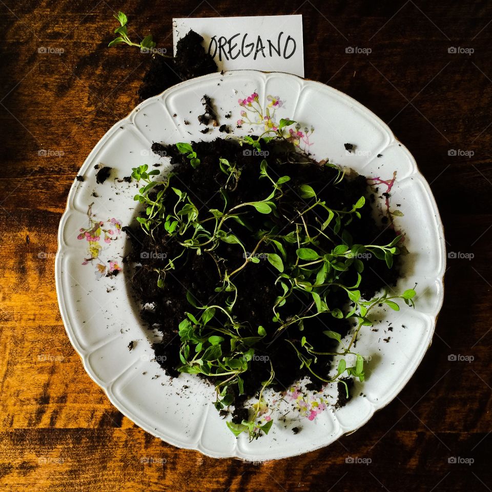 Oregano. Oregano%20seedlings%20in%20a%20plate