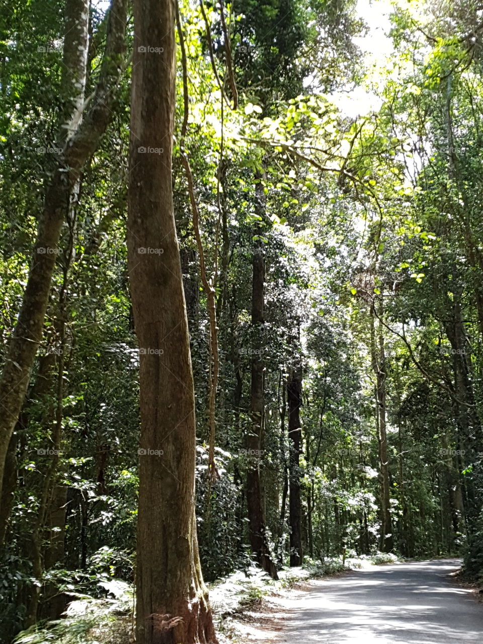 lush rainforest lit by the sun