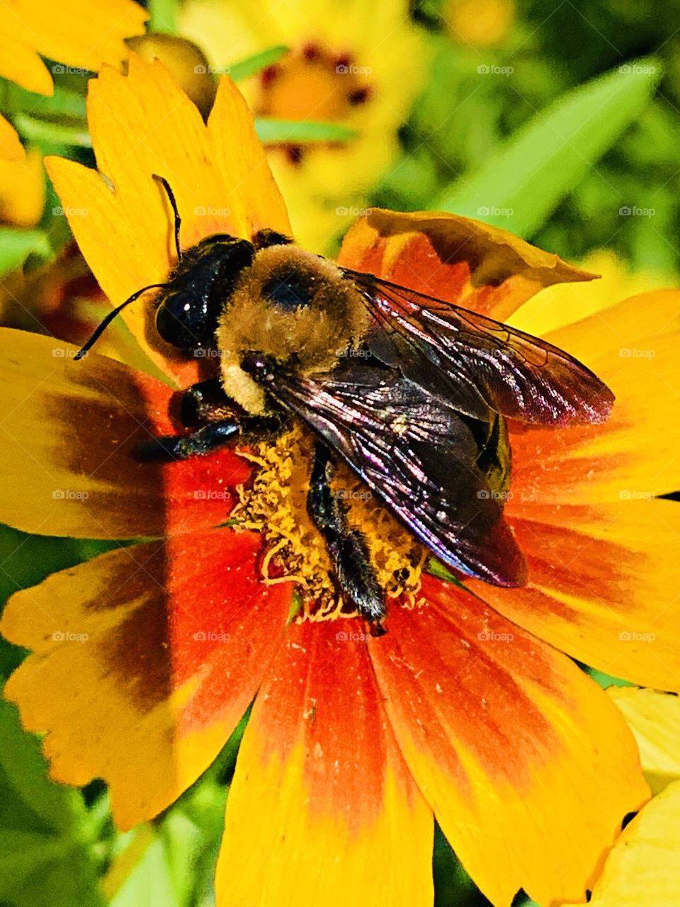 Bee at work - Bees provide flowers with the means to reproduce, by spreading pollen from flower to flower in a process called pollination.