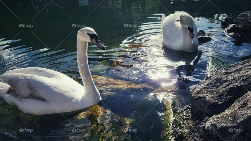 Elegant creatures floating on the crystalline lake