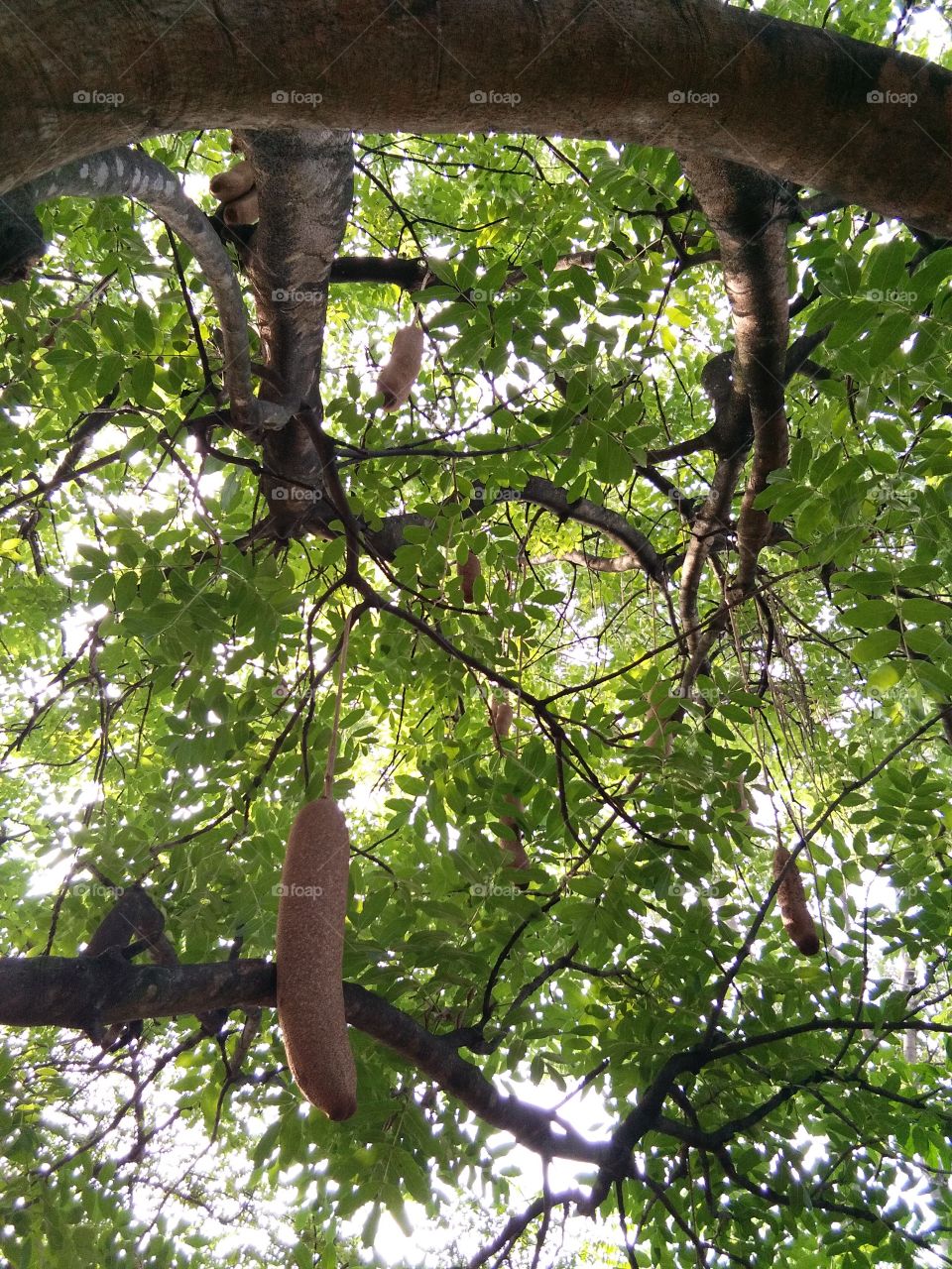 What kind of fruit is this