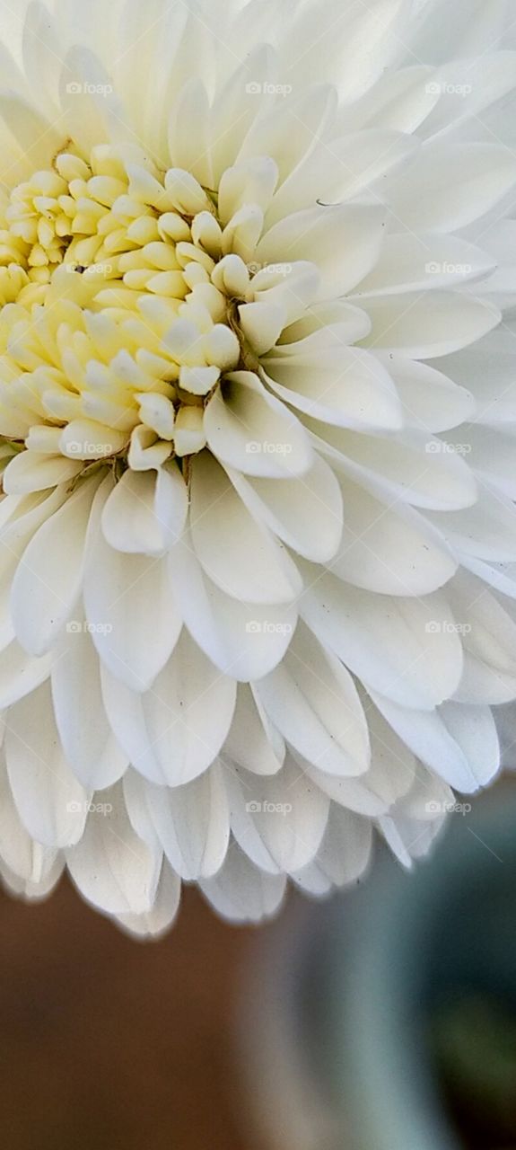 A great orientation of milky white petals