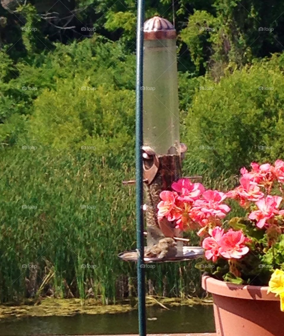 Sparrow taking a rest and saving her place 