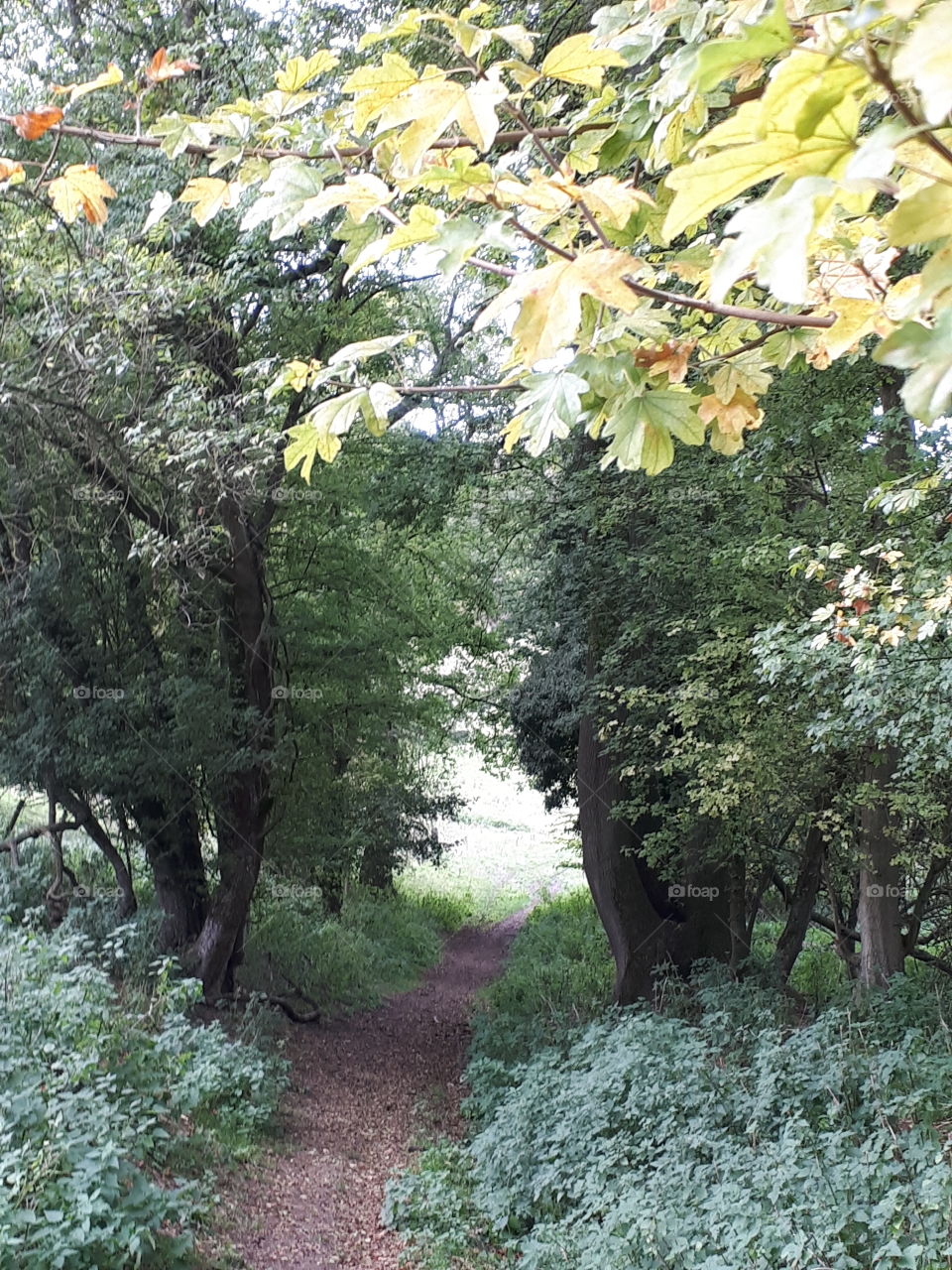 No Person, Tree, Nature, Leaf, Landscape