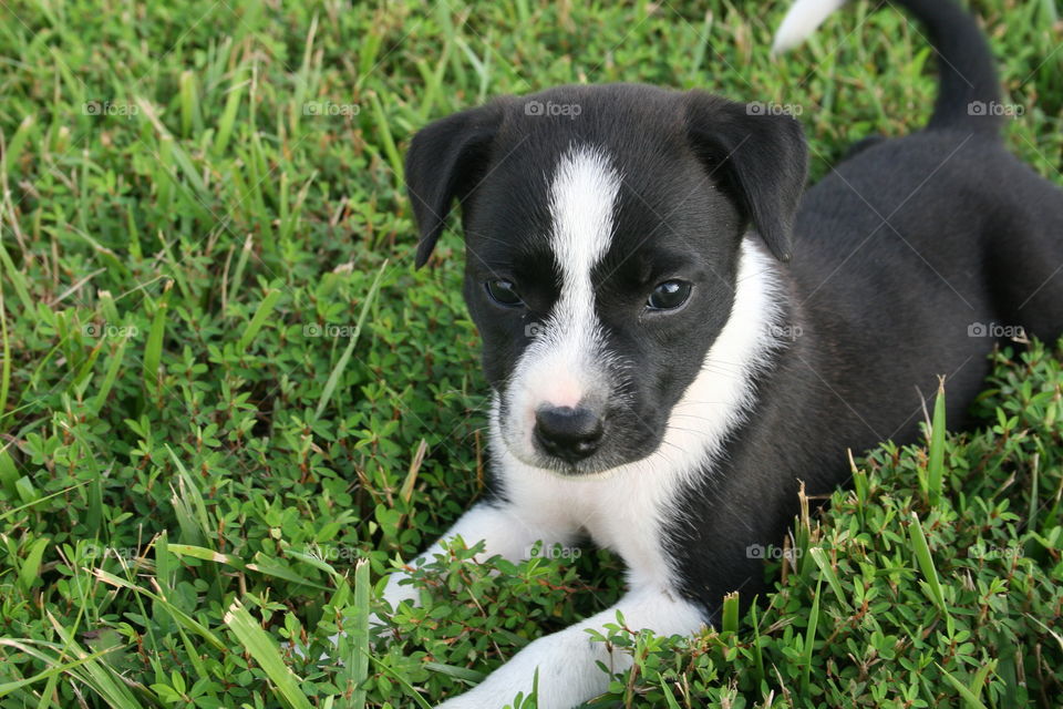 Puppy sitting in grass