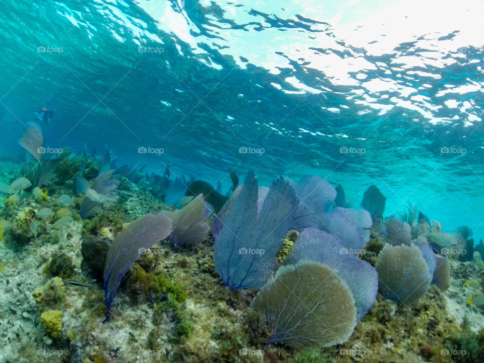 Purple Sea fans under the sea on the coral reef at Punta Sur