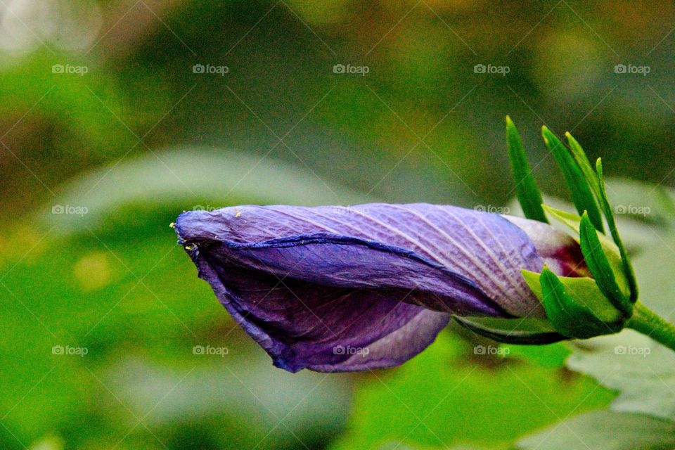 flower in the garden
