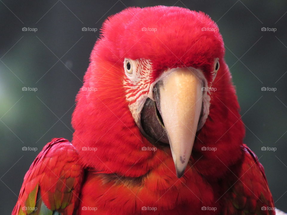 Parrot 