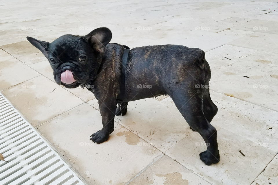 Black Puppy Licking Face