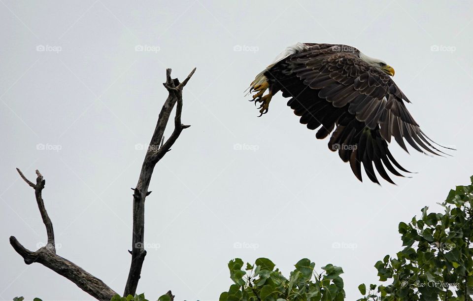 A Bald Eagle launches from a bare branch as it flies off to pursue food in Oklahoma