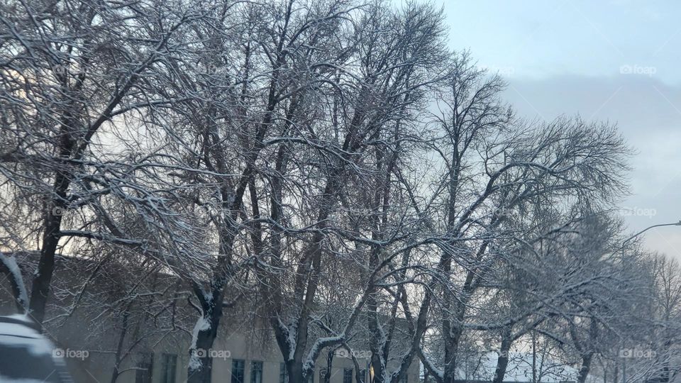 snowy Tree's