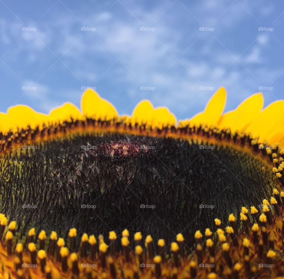 happy sunflower