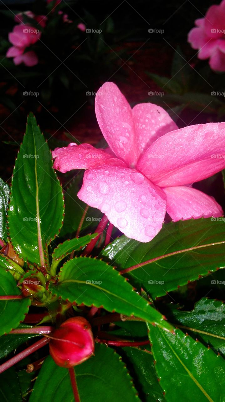 Flower, Nature, No Person, Leaf, Flora