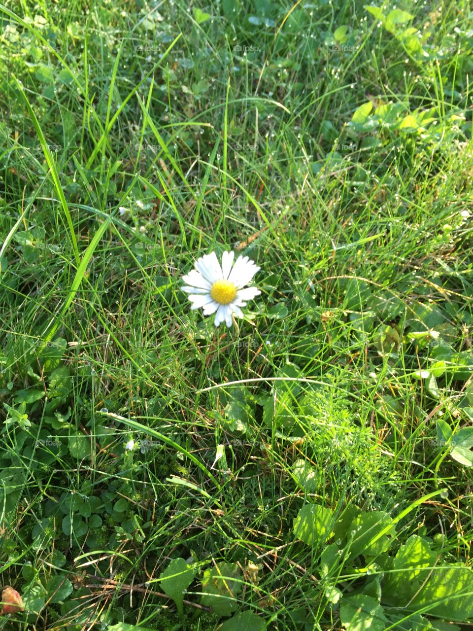 Flower catched in a walk 