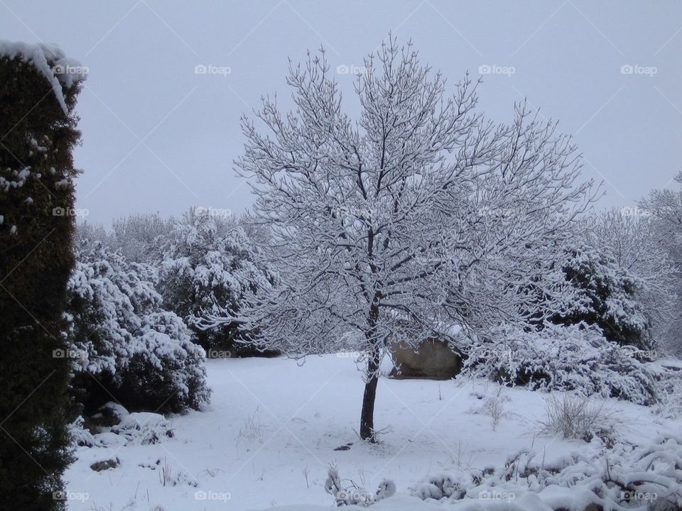 Snow tree