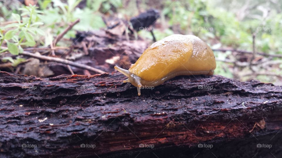 garden and forest slug