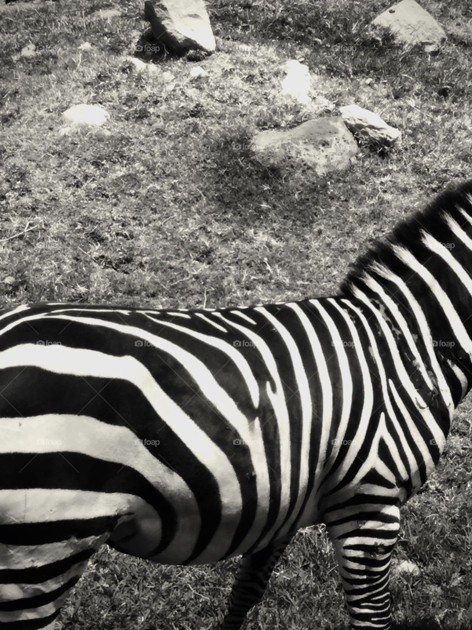 Zebra, Safari, Stripe, Nature, Mammal
