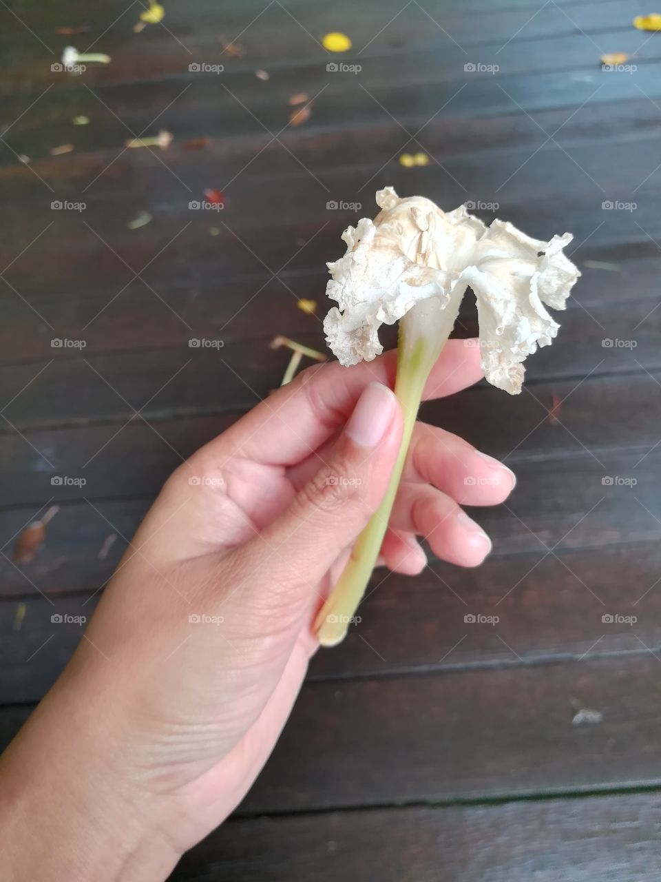 White flower in woman hand.