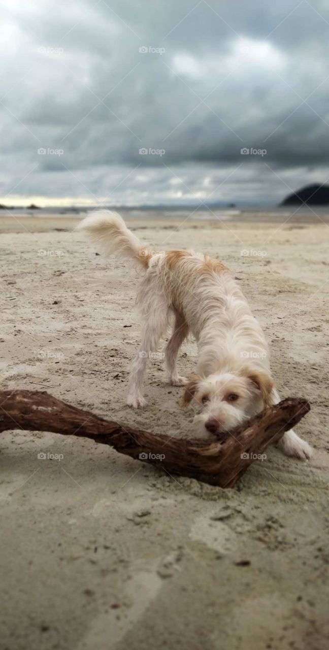 Cachorro em praia paradisíaca mordendo um tronco.
