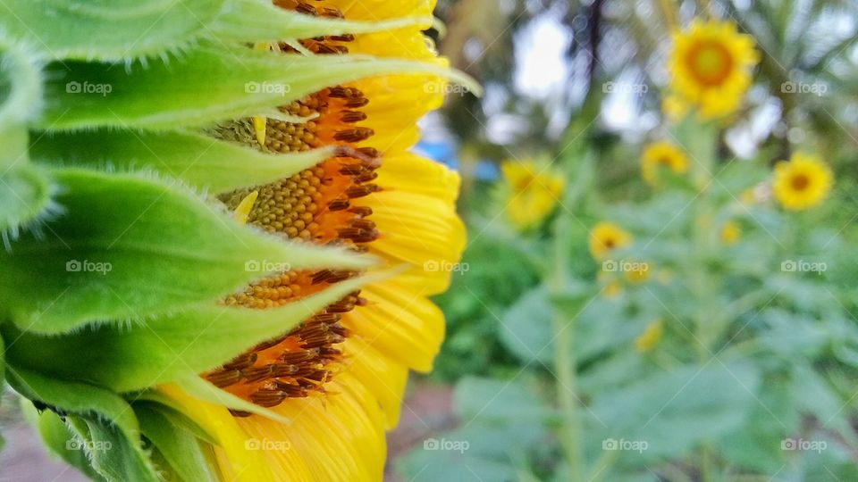 sun flower