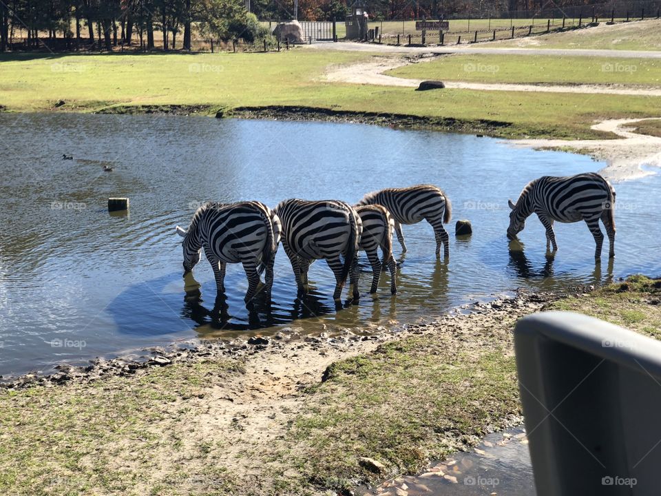 Zebras that are watering hole