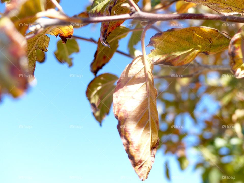 Fall leaves