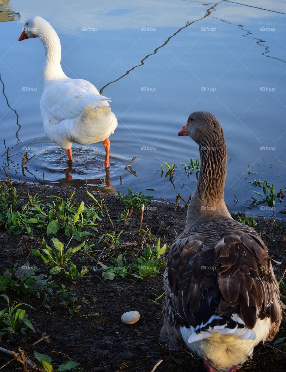 Goose friends