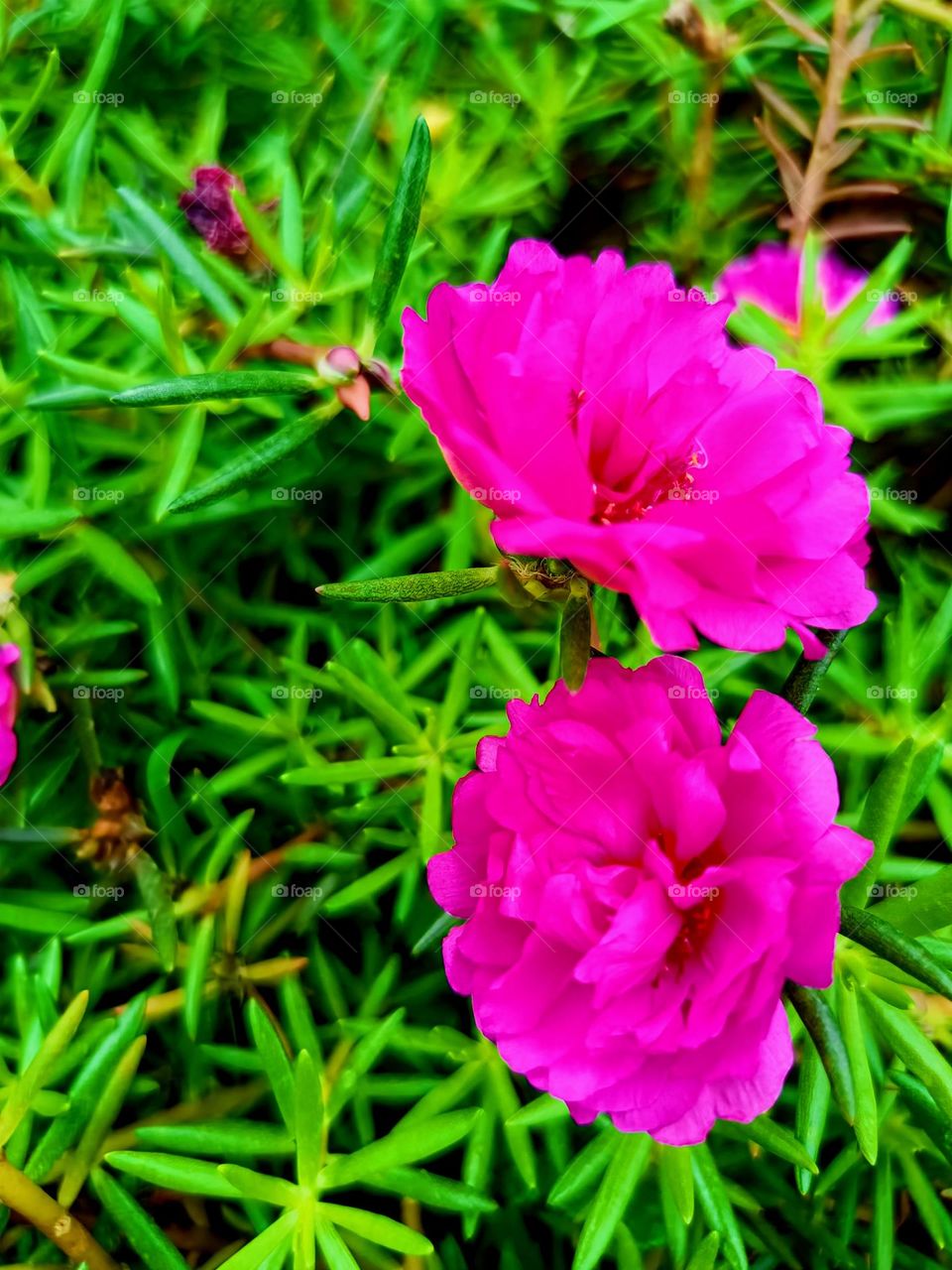 Portulaca flowers.