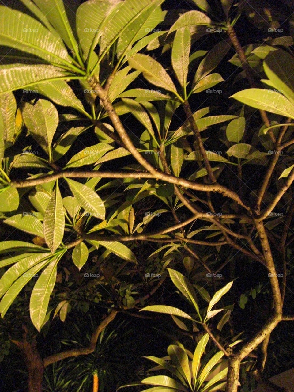 green light tree shadow by thepapierdollies