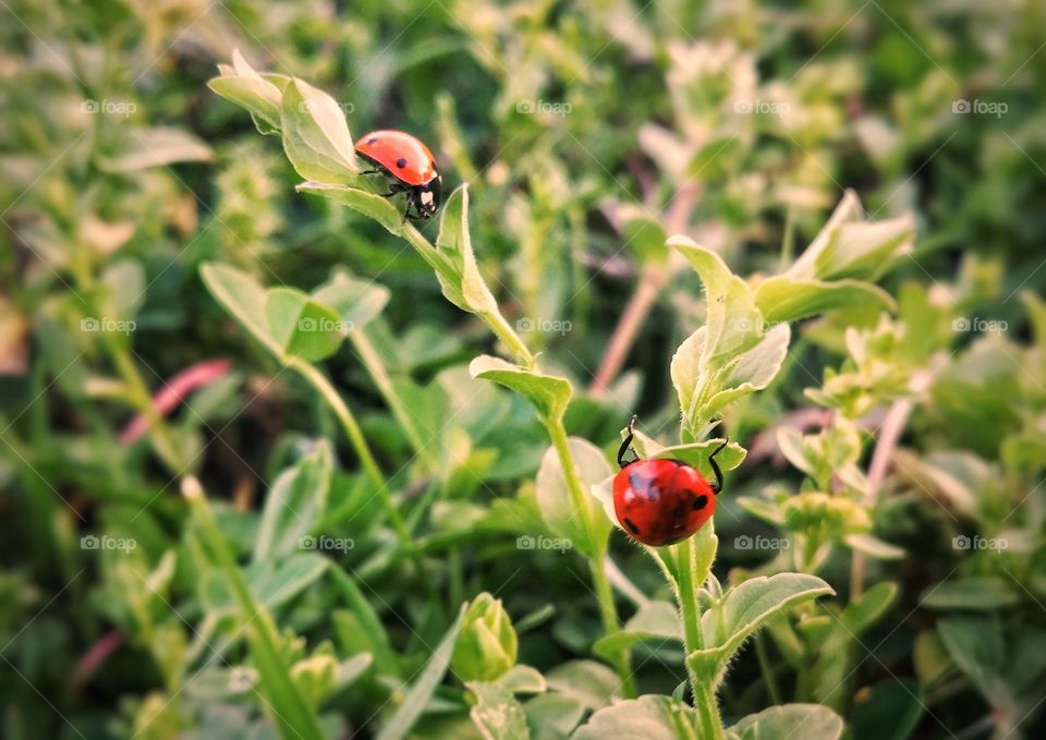 Two Ladybugs Crawling on Green Plants in a Field One is Upside-down