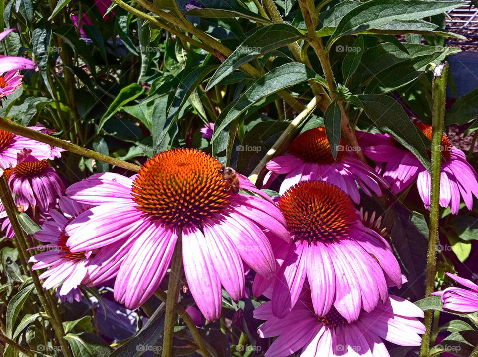 flower purple bee cone by tplips01