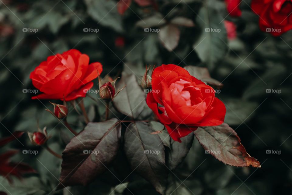 Beautiful red rose flower