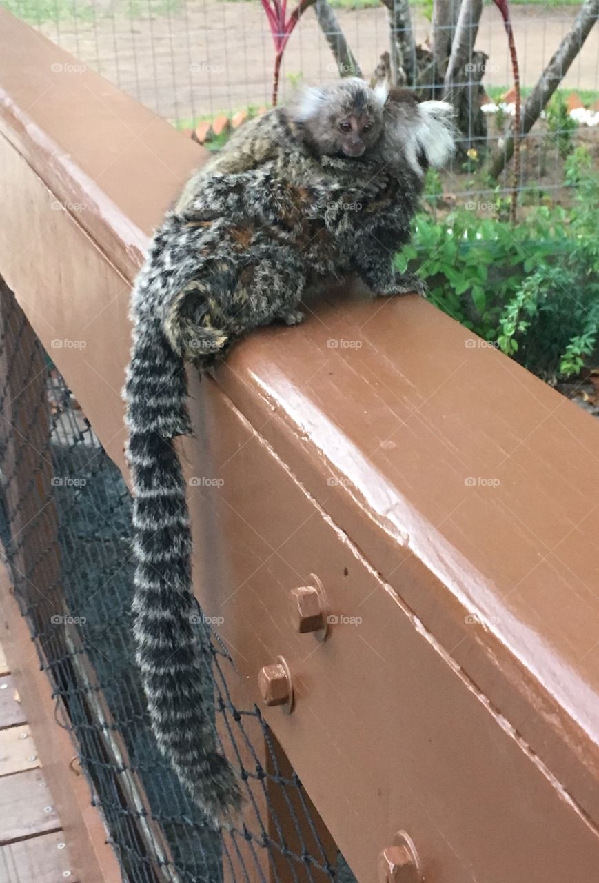 Macaco pai com macaco filho. Ou mãe e filha? Os macacos-sagüis são muito espertos! - Passeio maravilhoso à cidade de Maragogi, um paraíso no estado de Alagoas, litoral do Nordeste do Brasil. 