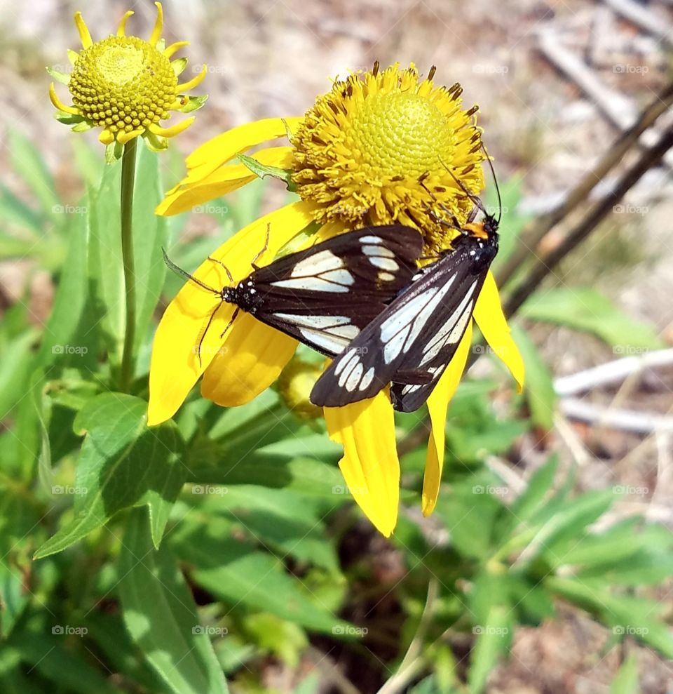 Butterflies on flower