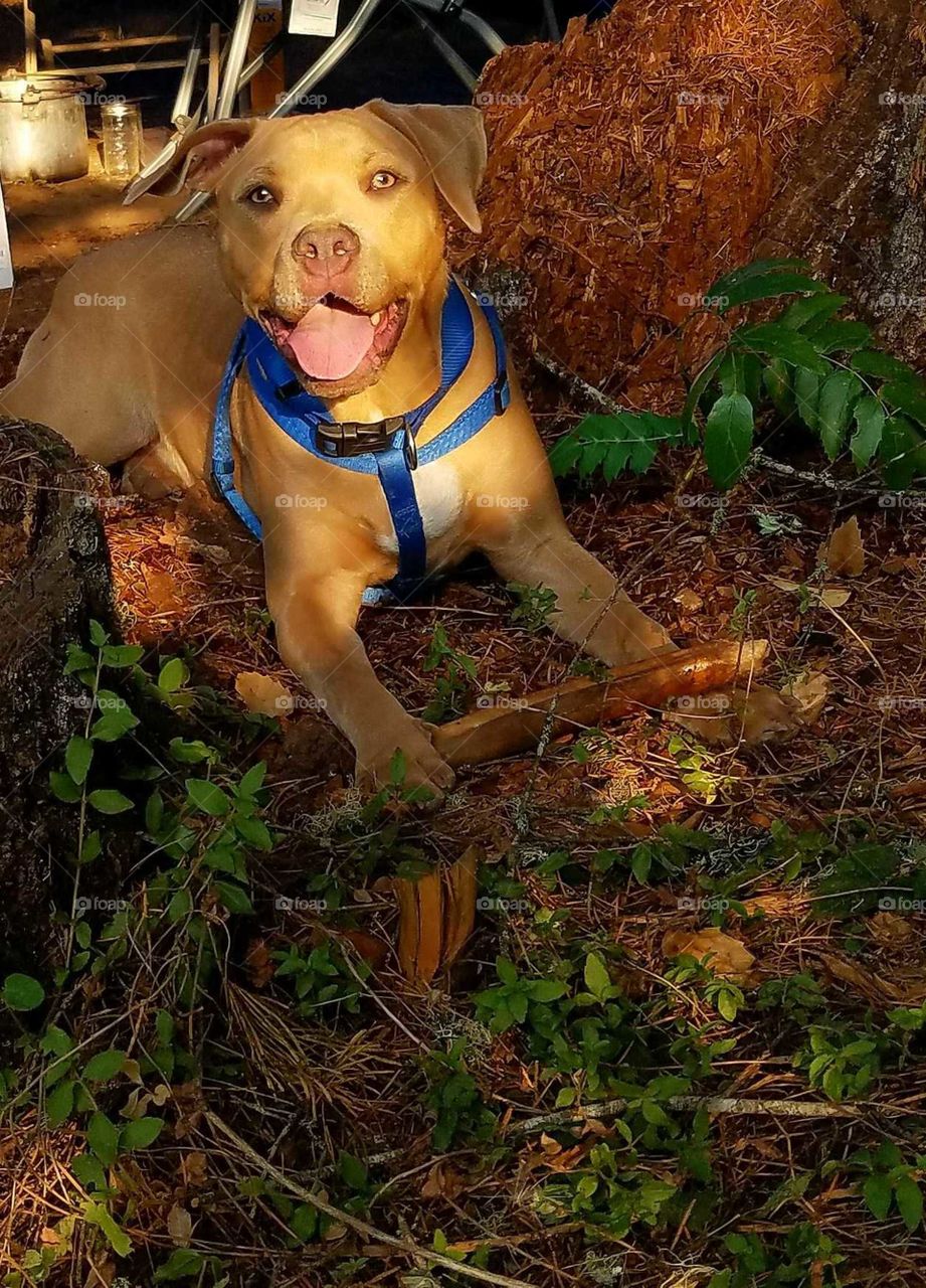 Cain the Handsome Pitbull Dog