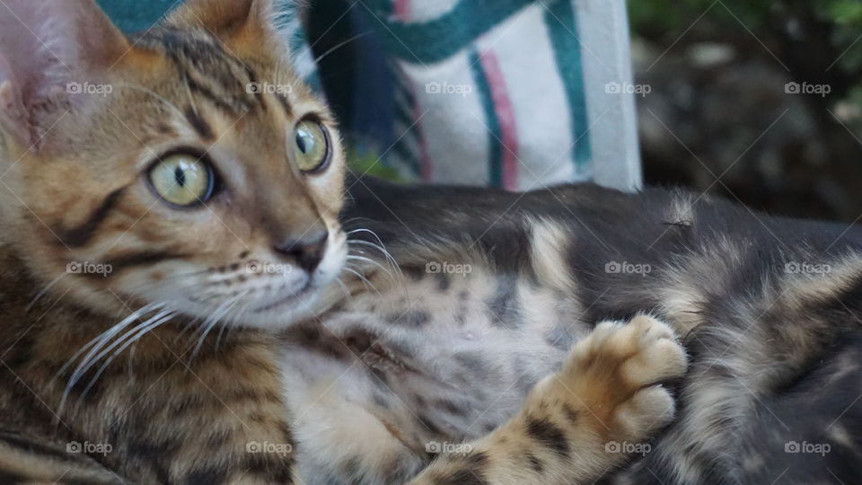 Close Up Of Kitten Face