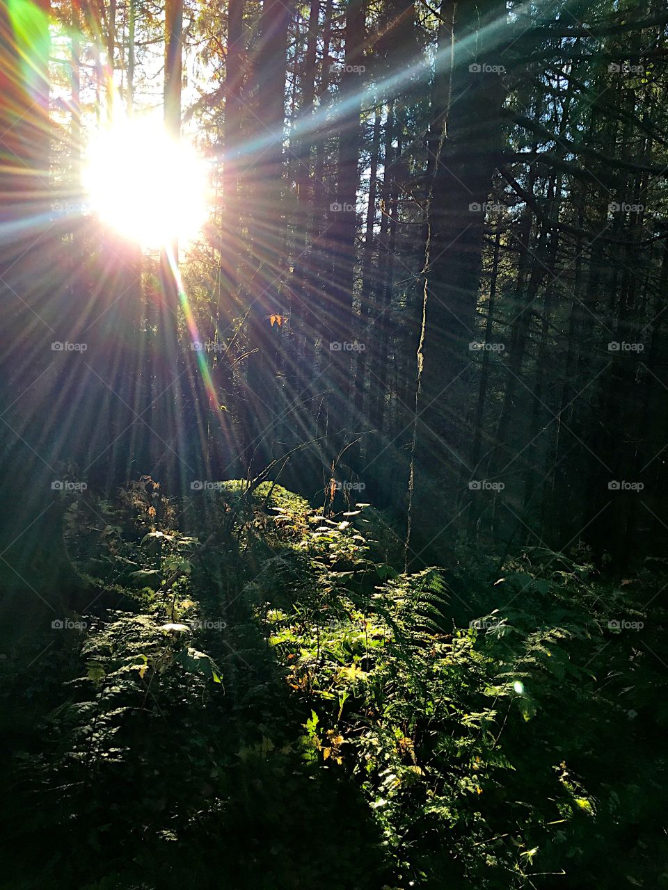 Sunset through the trees. Afternoon light in the forest