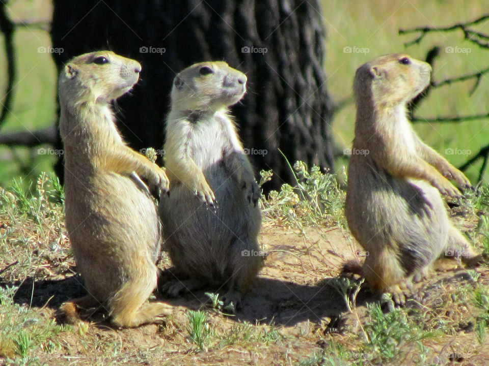 3 prairie dogs talking up a storm