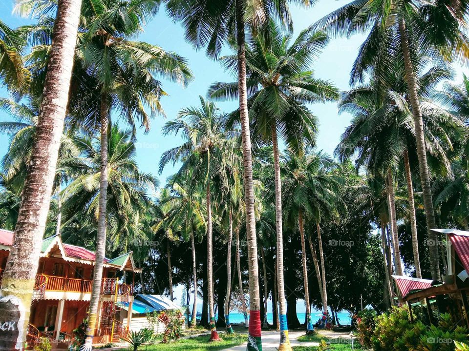 coconut tree at beach