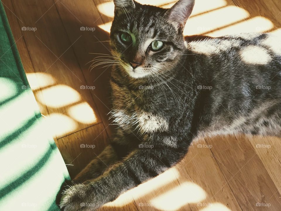 Tabby cat sun bathing near window blinds. Sun piercing through the blinds.