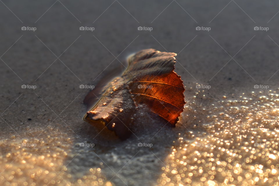 An autumn leaf on the beach
