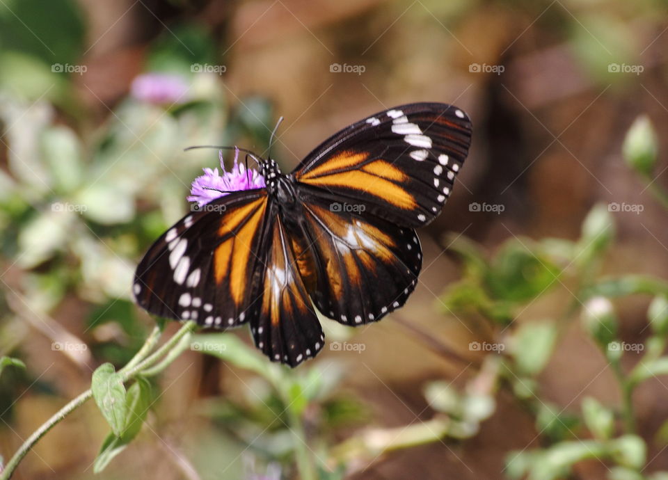 Lovely shriked colour wings to spead of this butterfly. Perching on the top purple flower garden wild to the field. Spread wings for similar. Both of two pair. Such as : 2 forewings , and than 2 hindwings above. Beauty creatured butterfly.