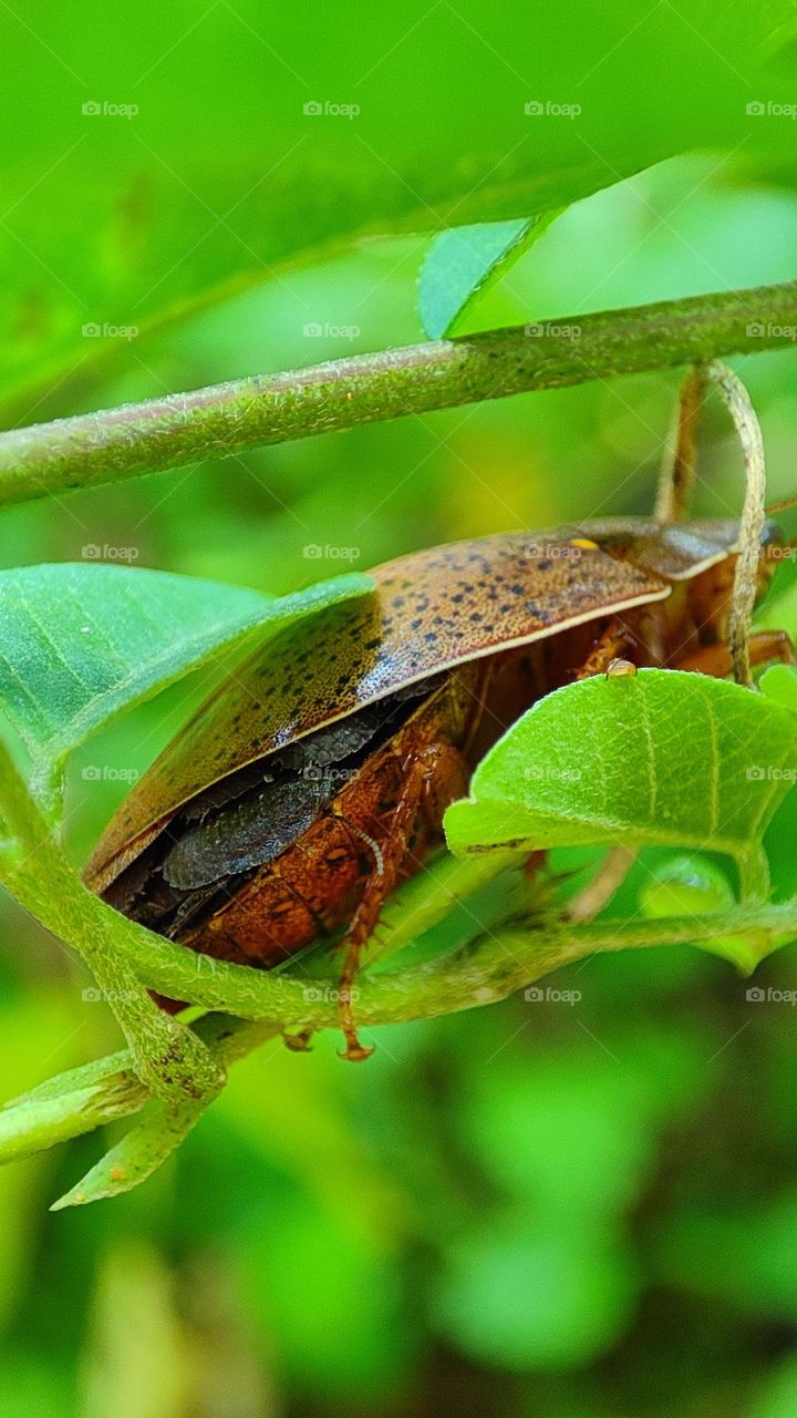 Hiding, bugs under bugs, mother bug holding her kids under the wings, lot of bugs, strange bugs