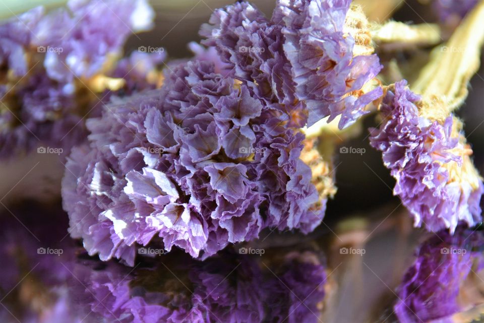 Purple flowers 