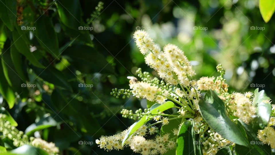 Beautiful white flowers on a Laurel tree