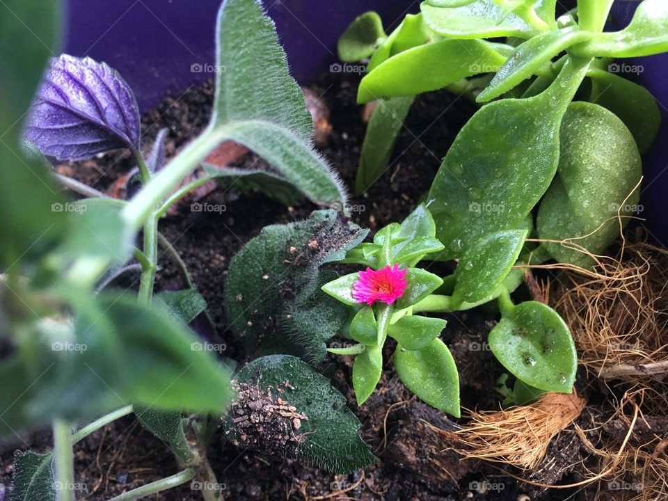 the little pink flower