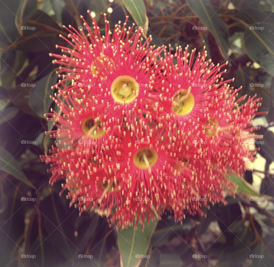 green yellow flora nature by clandra