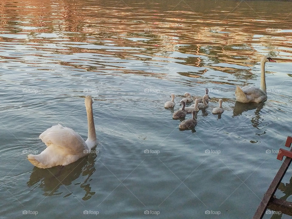 A pair of a Swan and small swan bird