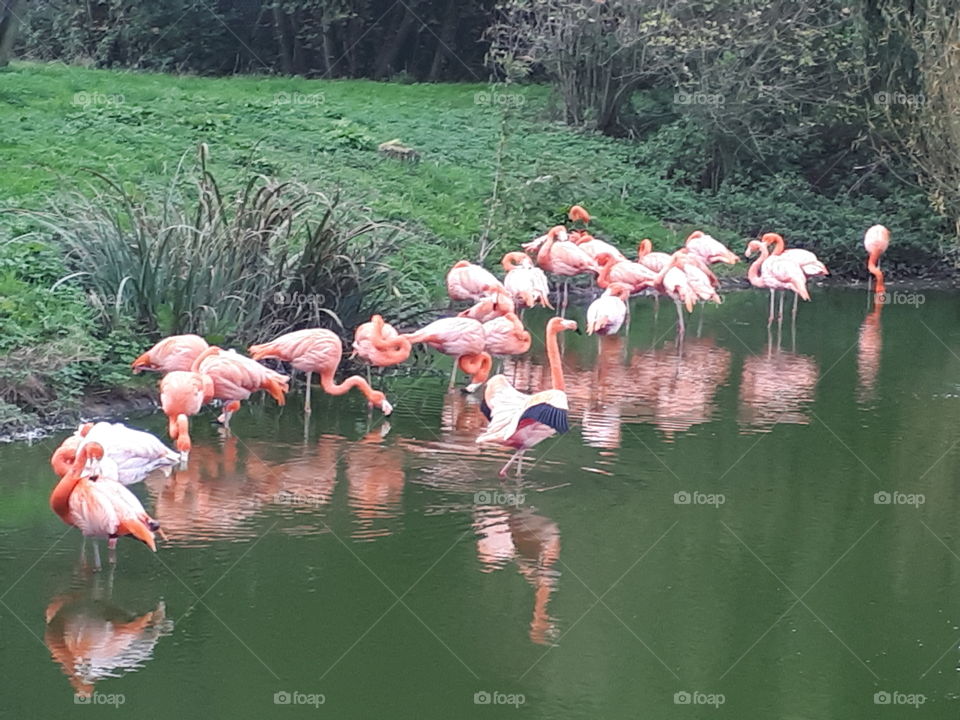 Flamingo, Lake, Water, Bird, Pool