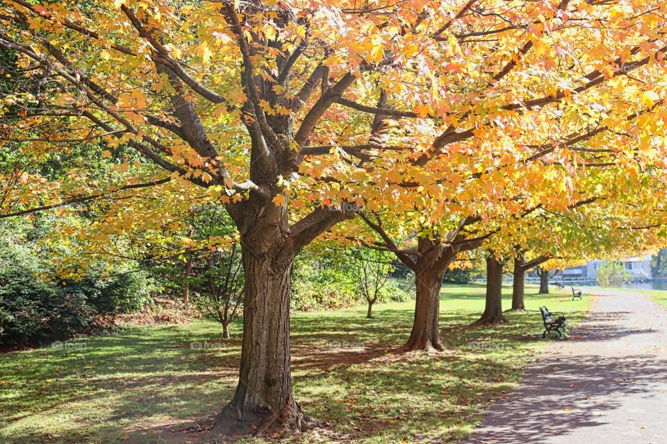 Autumn in the park